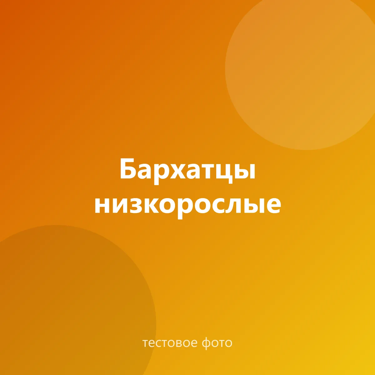 Бархатцы низкорослые