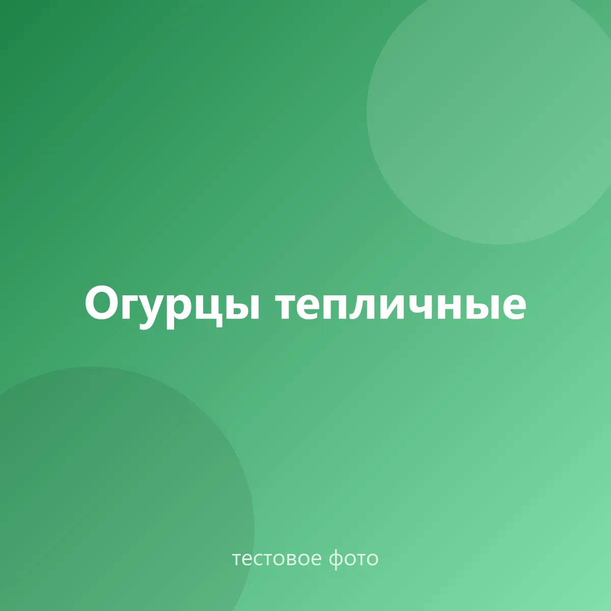 Огурцы тепличные